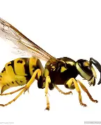 黄蜂队大胜凯尔特人队，传奇老将帕克表现抢眼